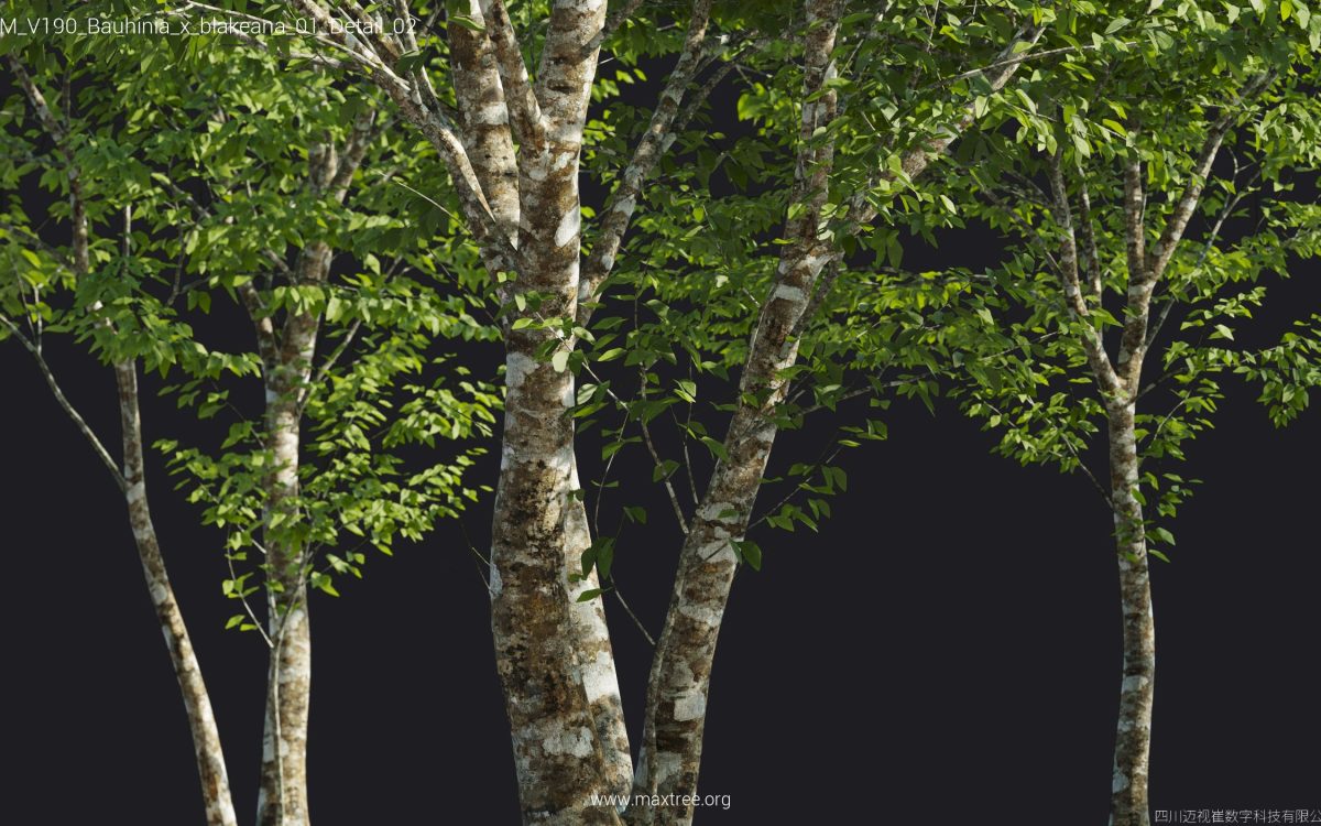 Plant Models Vol 190 - 图片 21