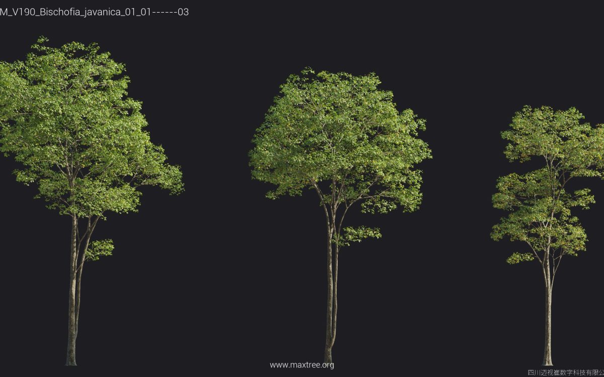 Plant Models Vol 190 - 图片 22