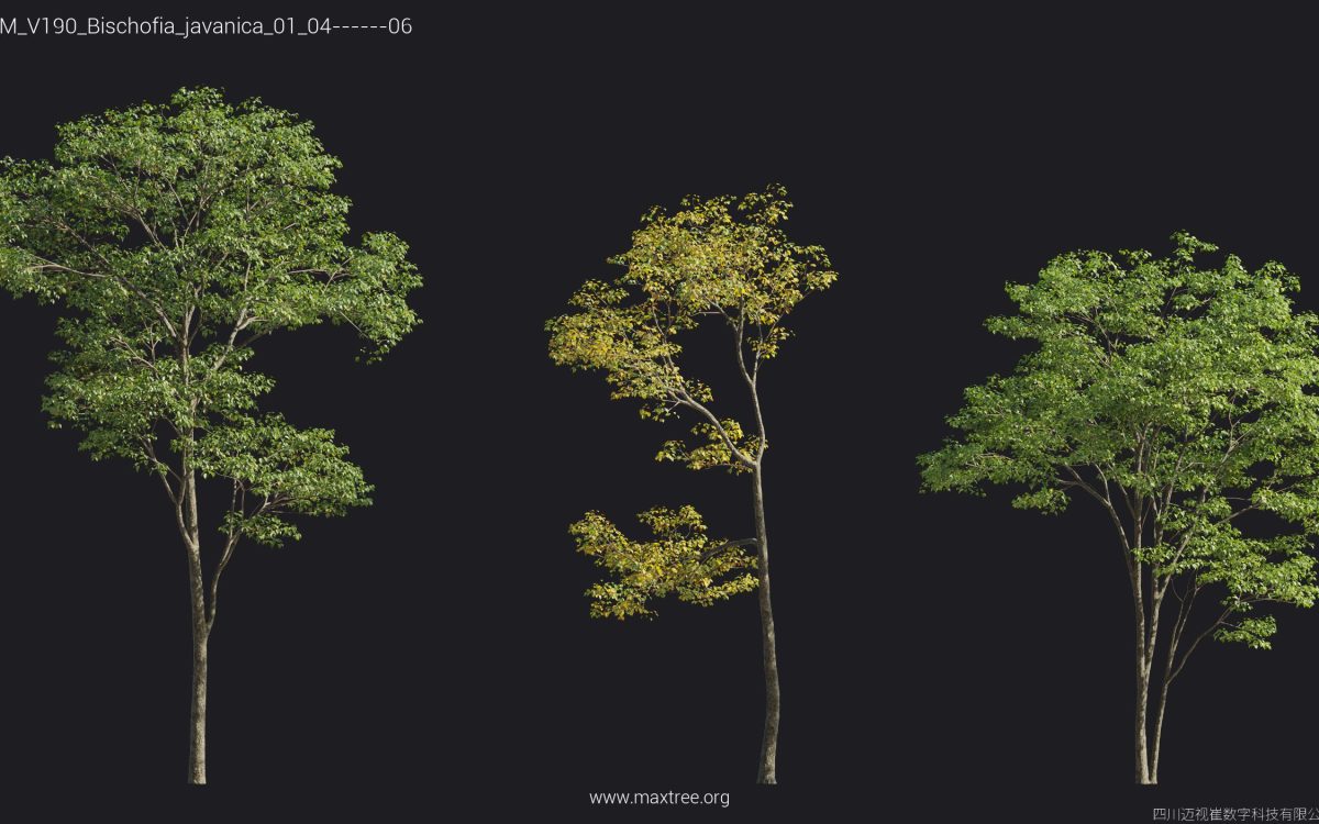 Plant Models Vol 190 - 图片 23