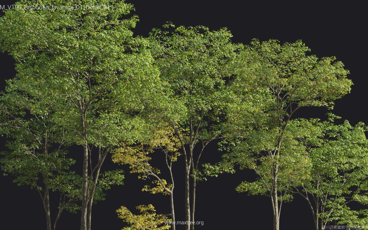 Plant Models Vol 190 - 图片 24