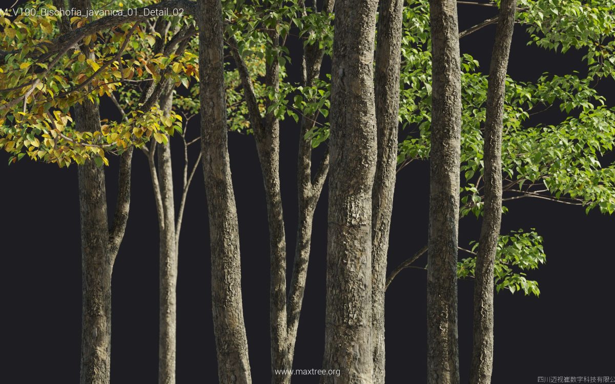 Plant Models Vol 190 - 图片 25