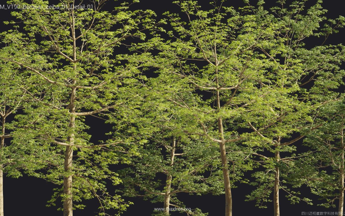 Plant Models Vol 190 - 图片 28