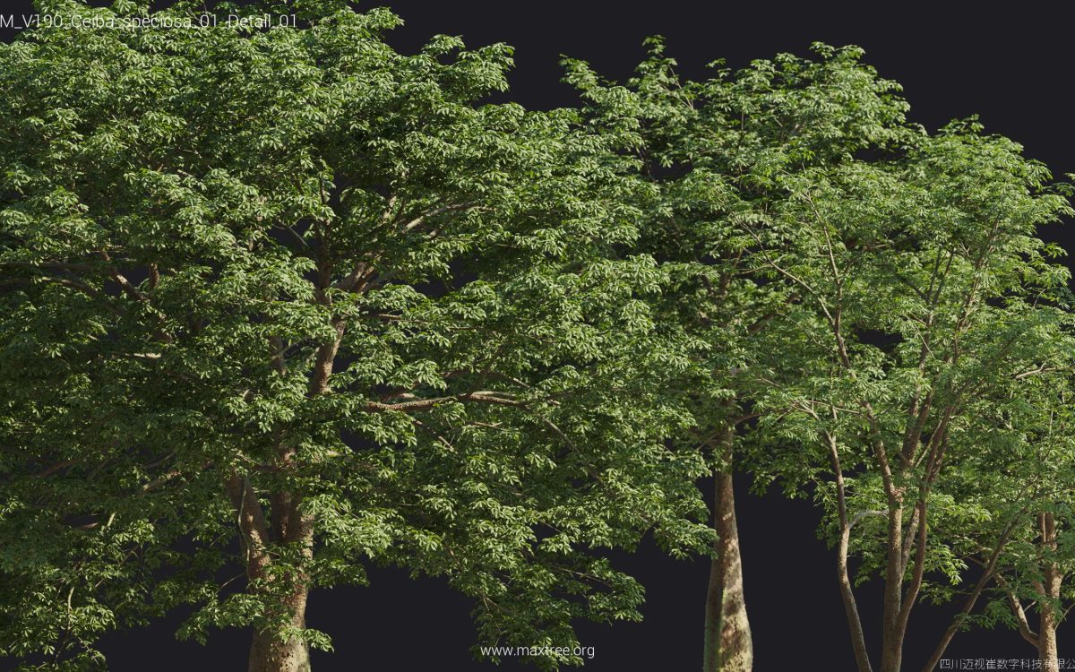 Plant Models Vol 190 - 图片 32