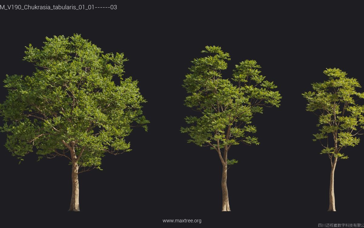 Plant Models Vol 190 - 图片 34