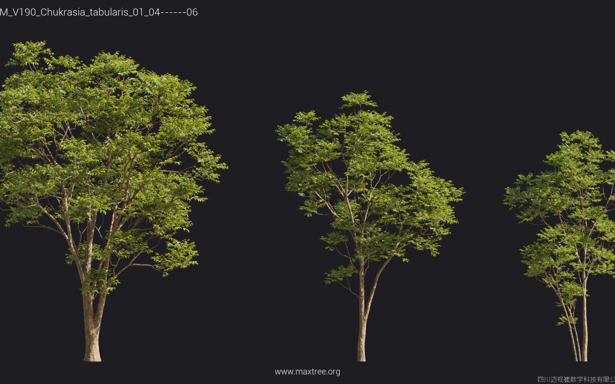 Plant Models Vol 190 - 图片 35