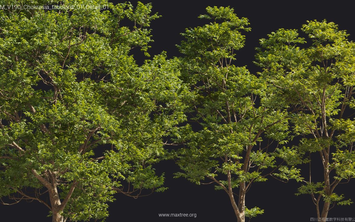 Plant Models Vol 190 - 图片 36