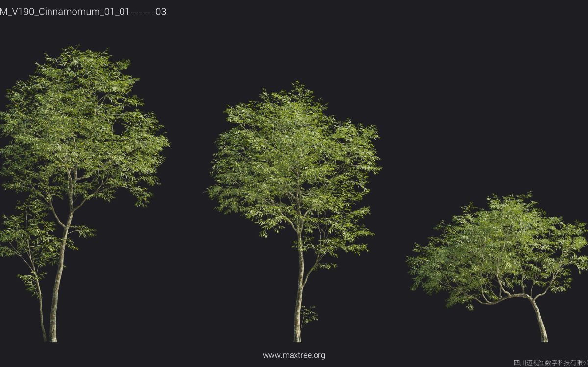 Plant Models Vol 190 - 图片 38