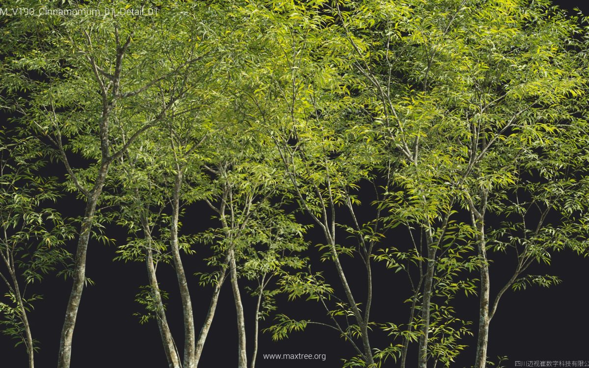 Plant Models Vol 190 - 图片 40