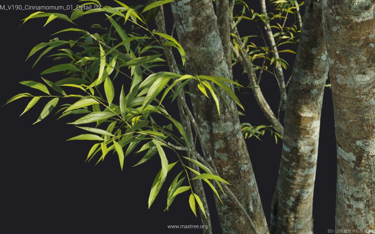 Plant Models Vol 190 - 图片 41