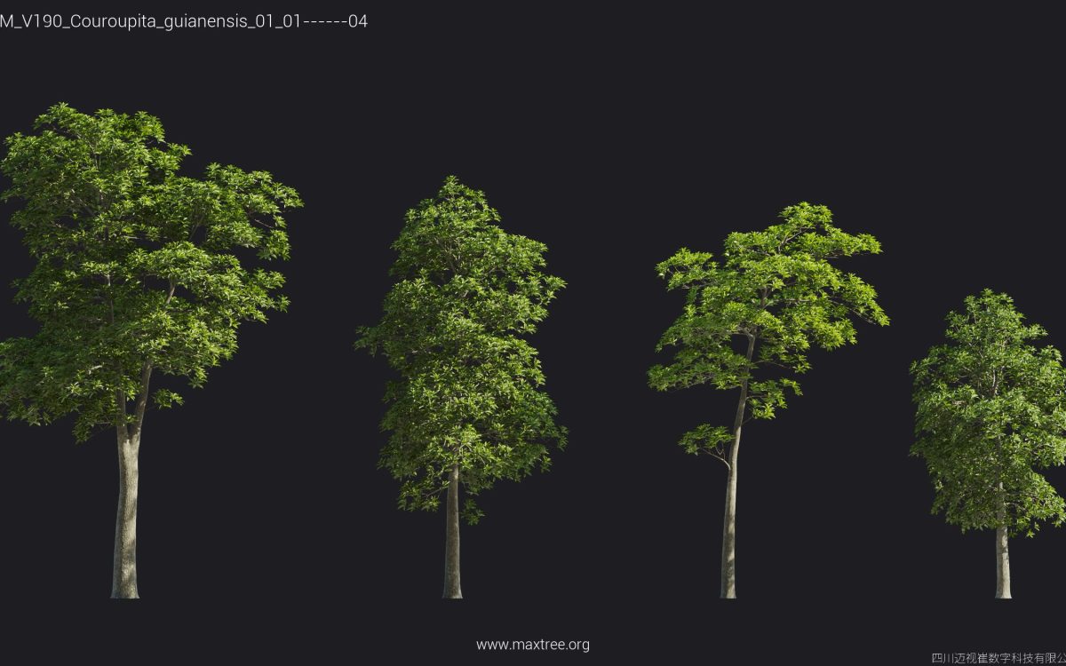Plant Models Vol 190 - 图片 42
