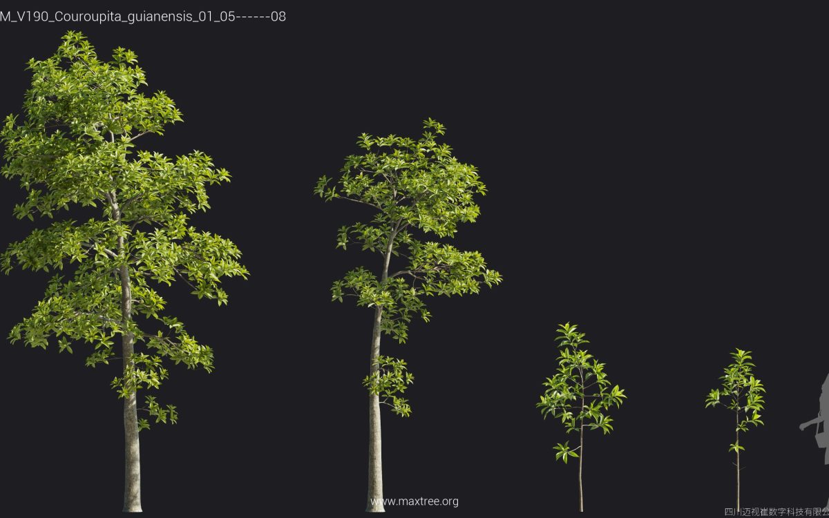 Plant Models Vol 190 - 图片 43