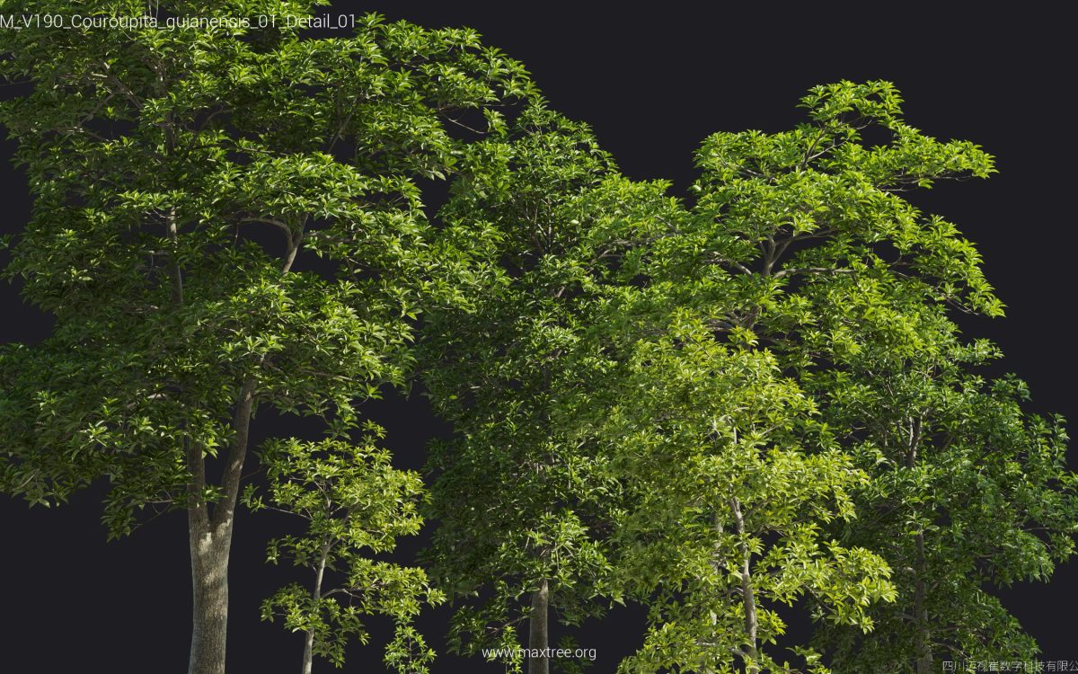Plant Models Vol 190 - 图片 44