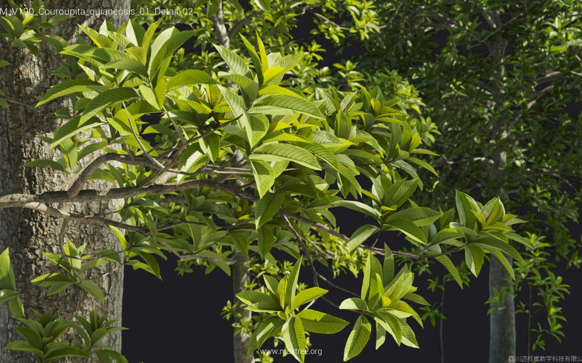 Plant Models Vol 190 - 图片 45