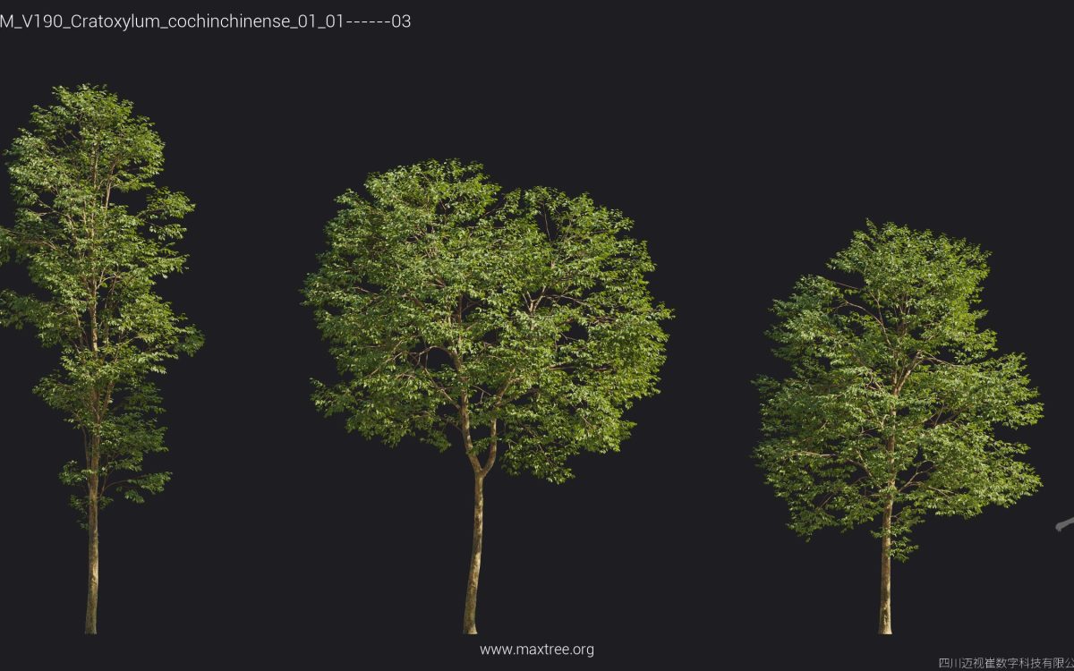 Plant Models Vol 190 - 图片 46