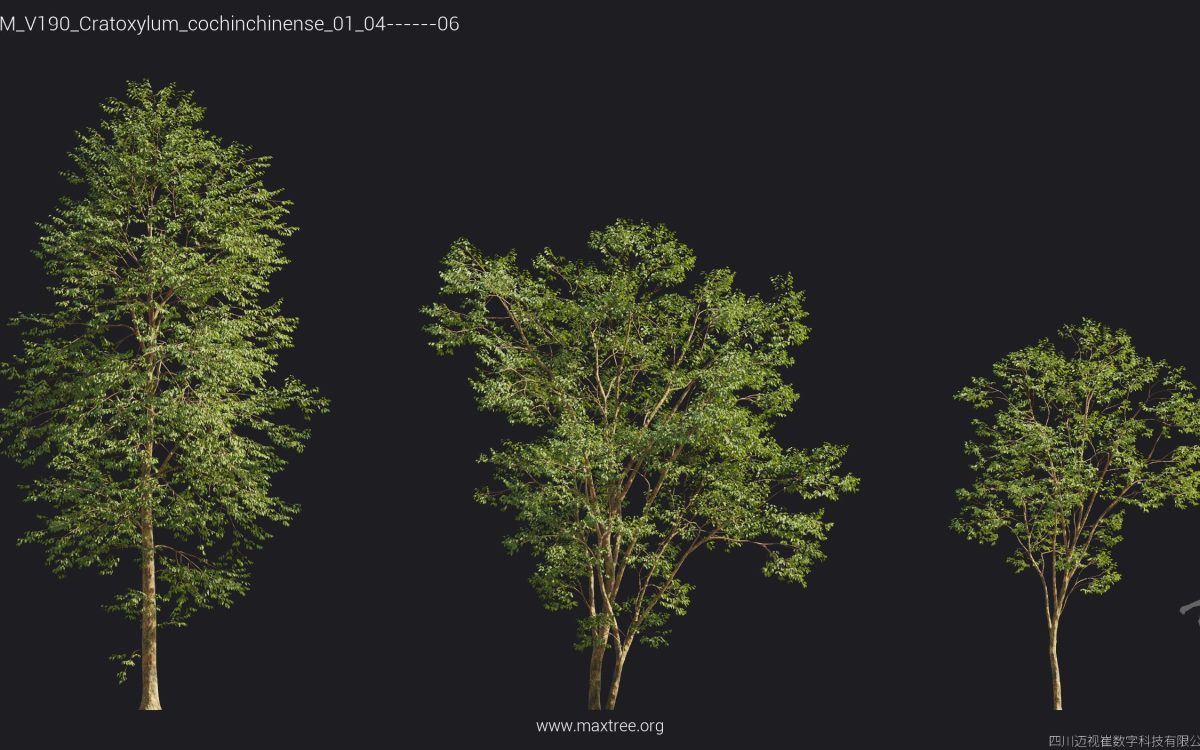 Plant Models Vol 190 - 图片 47