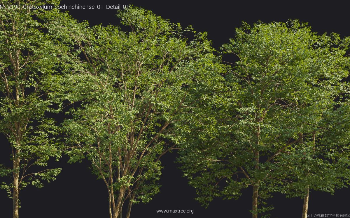 Plant Models Vol 190 - 图片 48