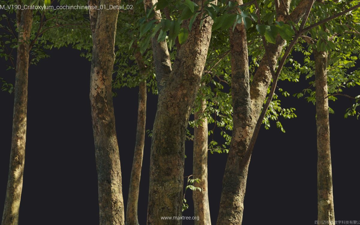 Plant Models Vol 190 - 图片 49