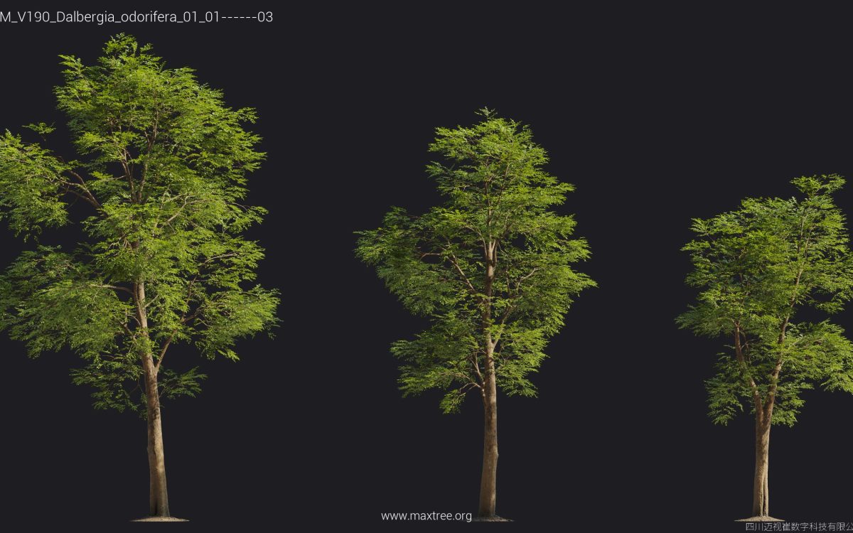 Plant Models Vol 190 - 图片 50