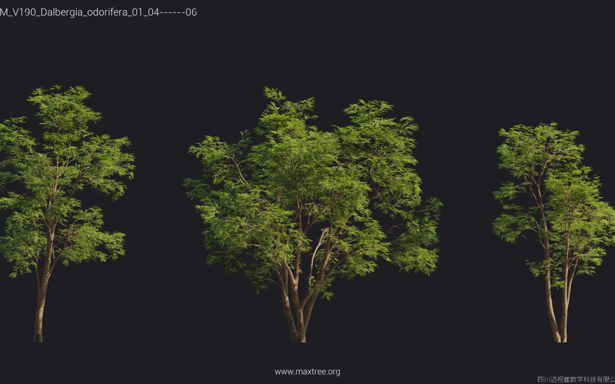 Plant Models Vol 190 - 图片 51