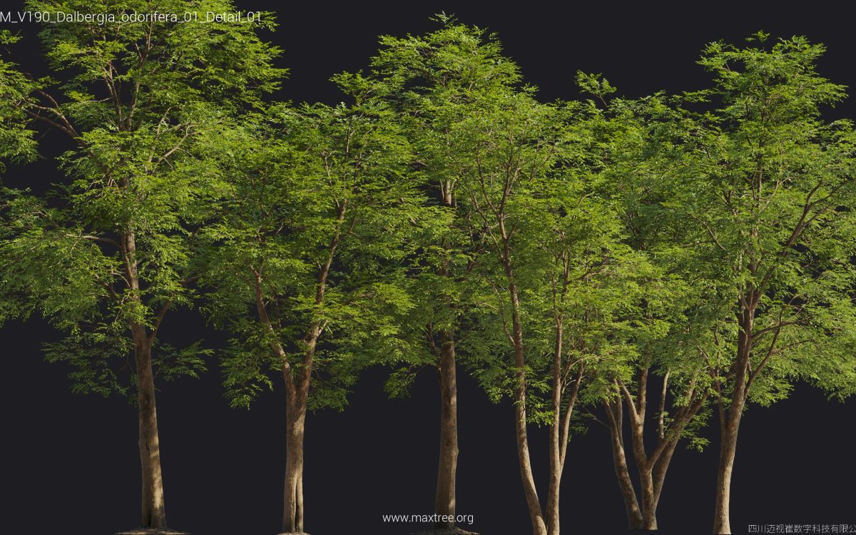 Plant Models Vol 190 - 图片 52