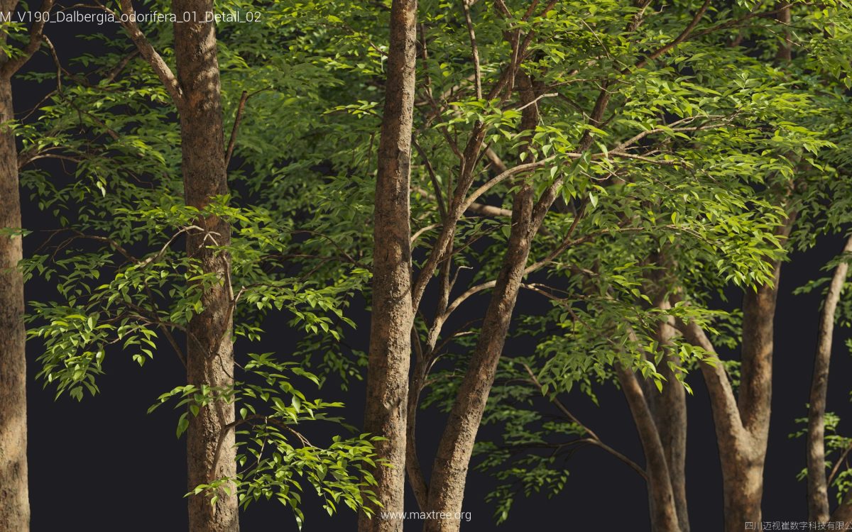 Plant Models Vol 190 - 图片 53