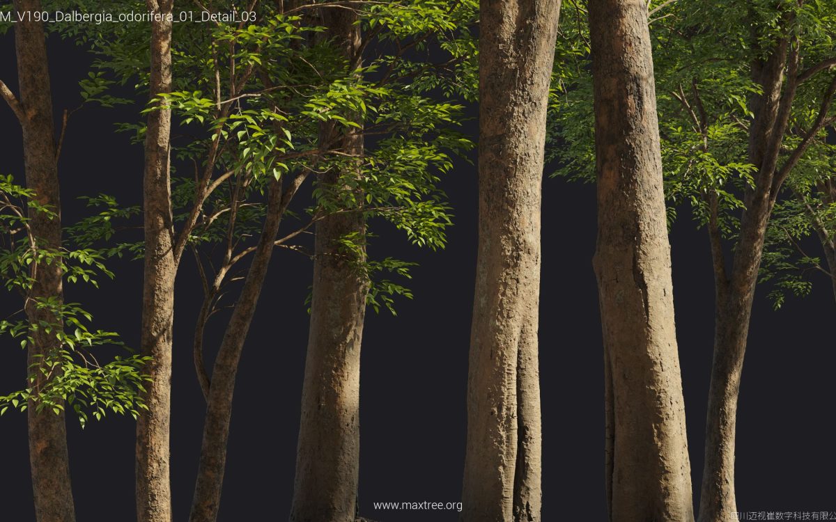 Plant Models Vol 190 - 图片 54