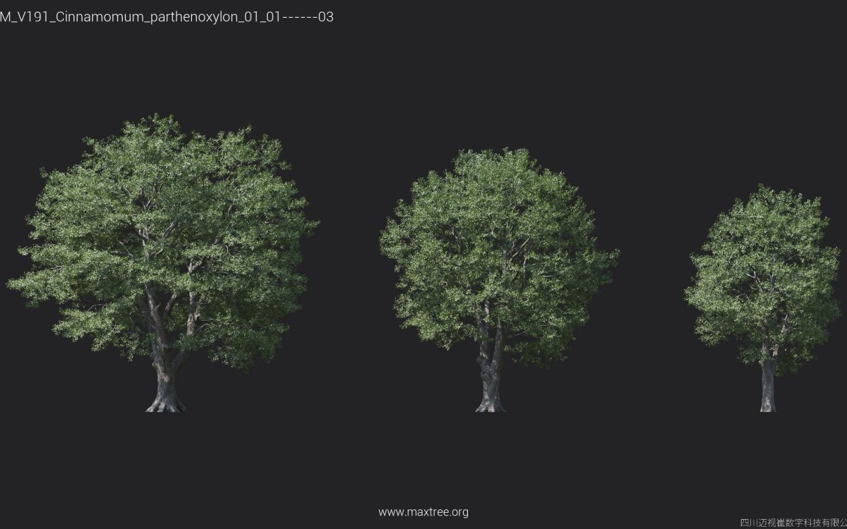 Plant Models Vol 191 - 图片 6