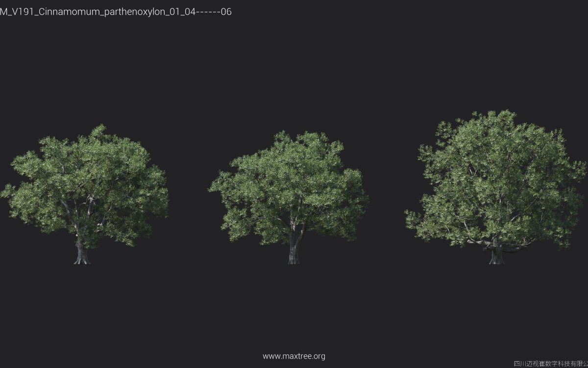 Plant Models Vol 191 - 图片 7