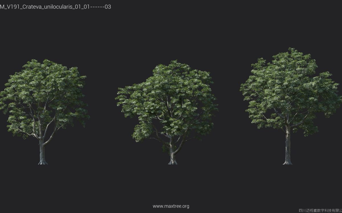 Plant Models Vol 191 - 图片 8