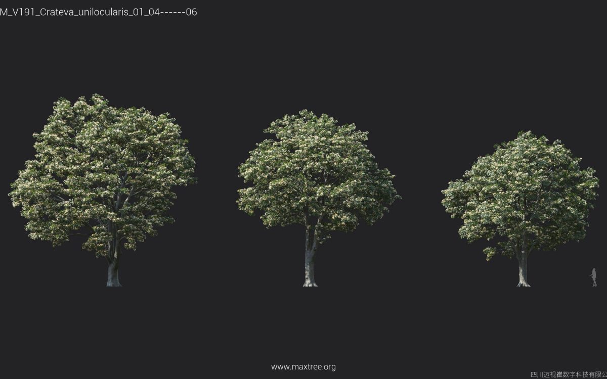 Plant Models Vol 191 - 图片 9