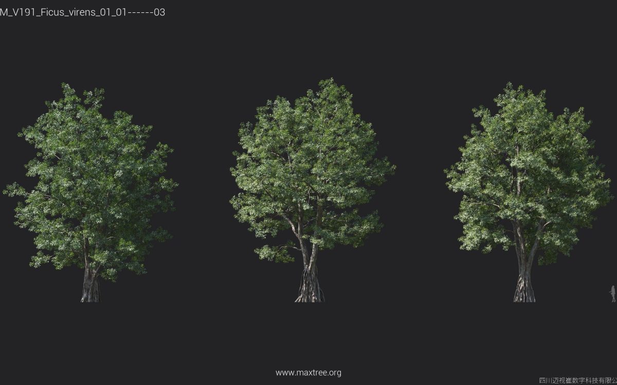 Plant Models Vol 191 - 图片 10