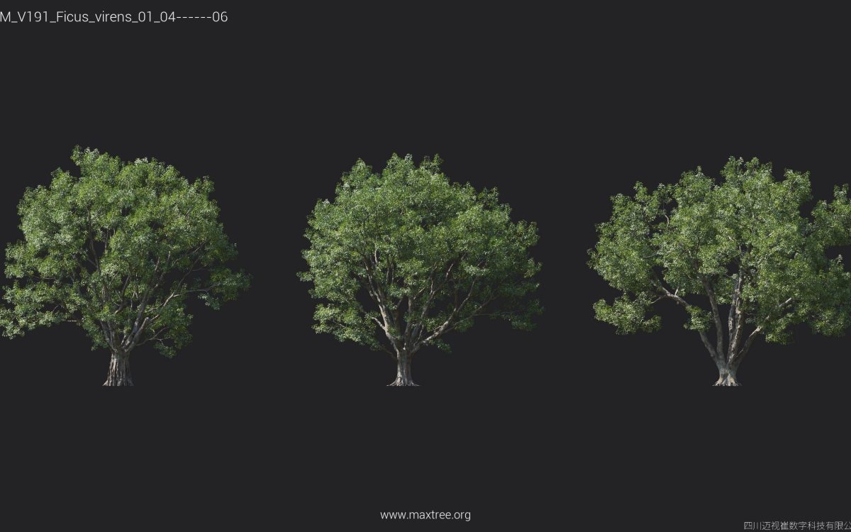 Plant Models Vol 191 - 图片 11