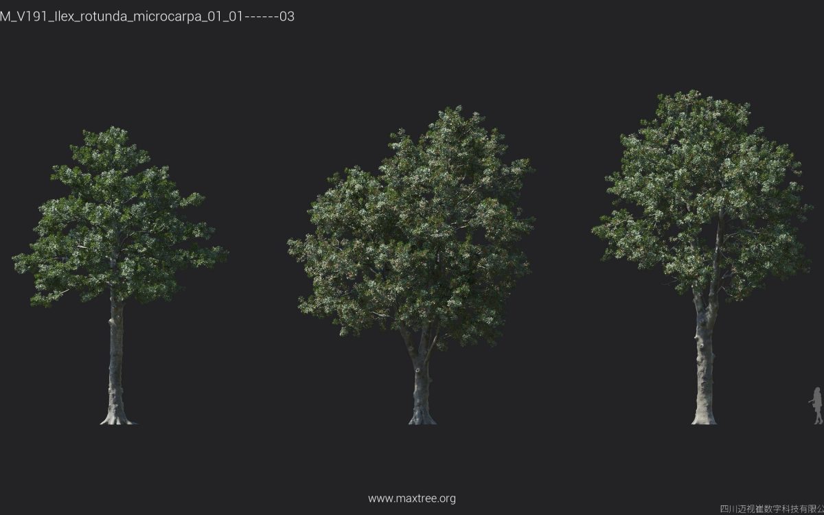 Plant Models Vol 191 - 图片 12
