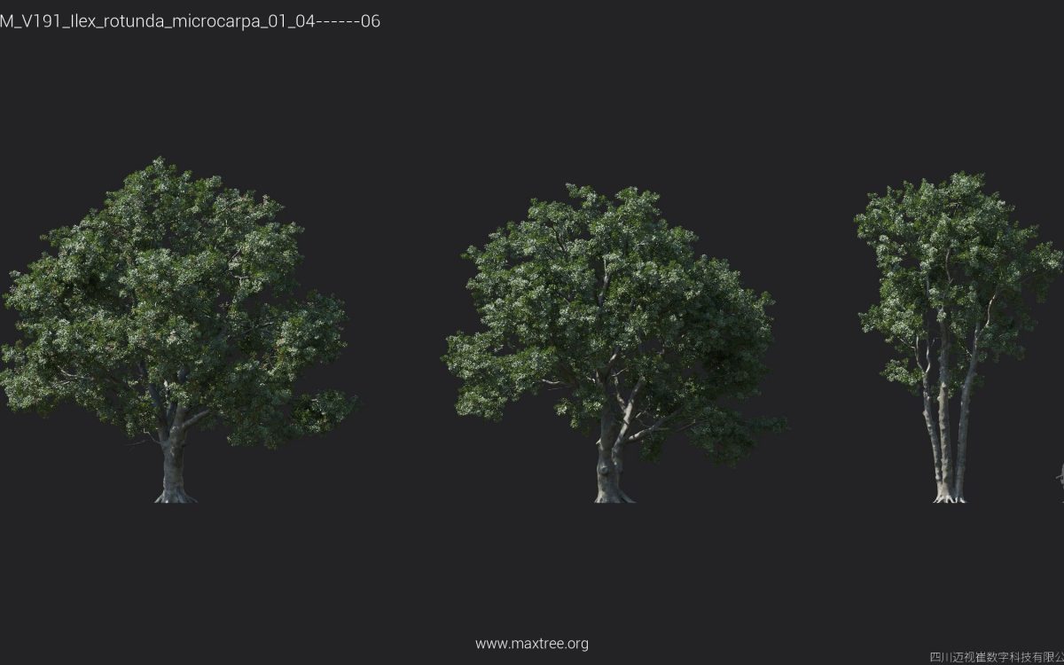 Plant Models Vol 191 - 图片 13