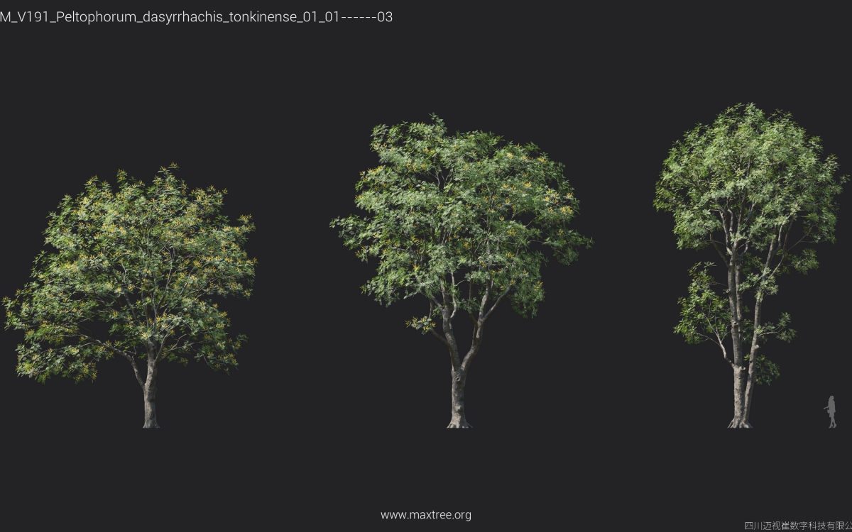 Plant Models Vol 191 - 图片 16