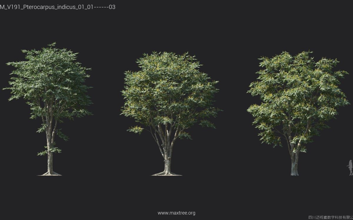 Plant Models Vol 191 - 图片 18
