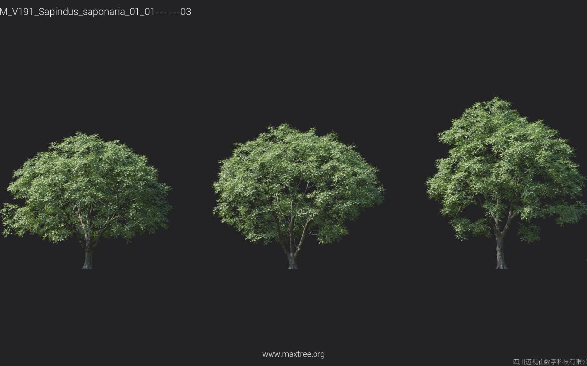 Plant Models Vol 191 - 图片 22