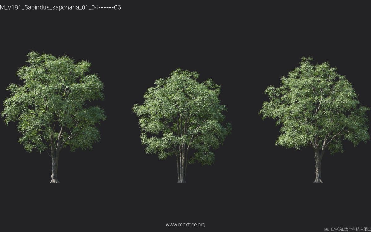 Plant Models Vol 191 - 图片 23