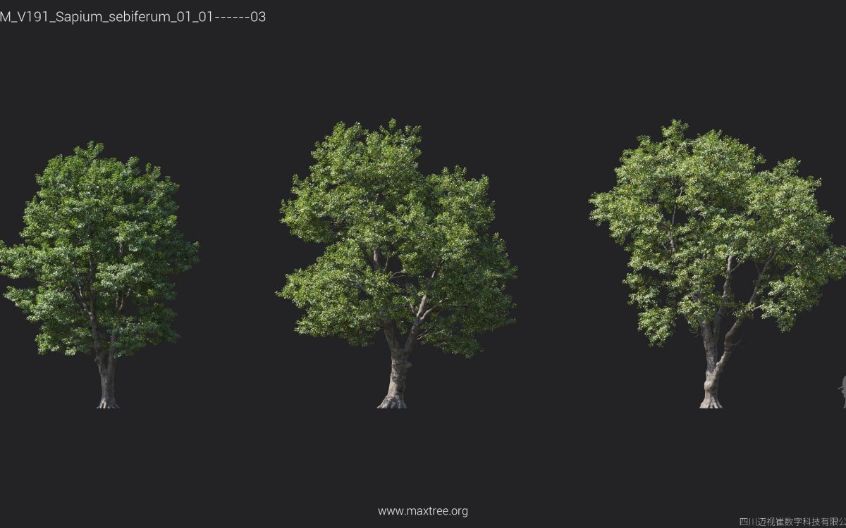 Plant Models Vol 191 - 图片 24