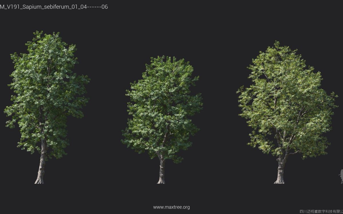 Plant Models Vol 191 - 图片 25