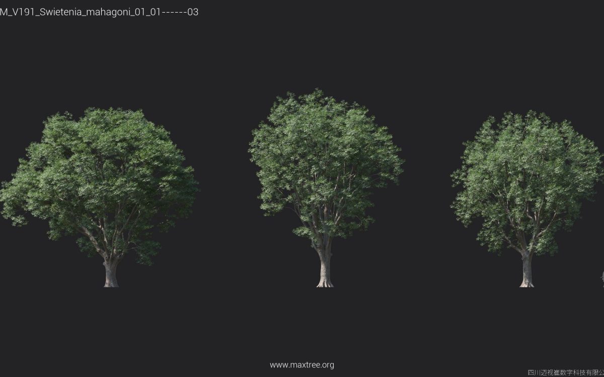 Plant Models Vol 191 - 图片 26