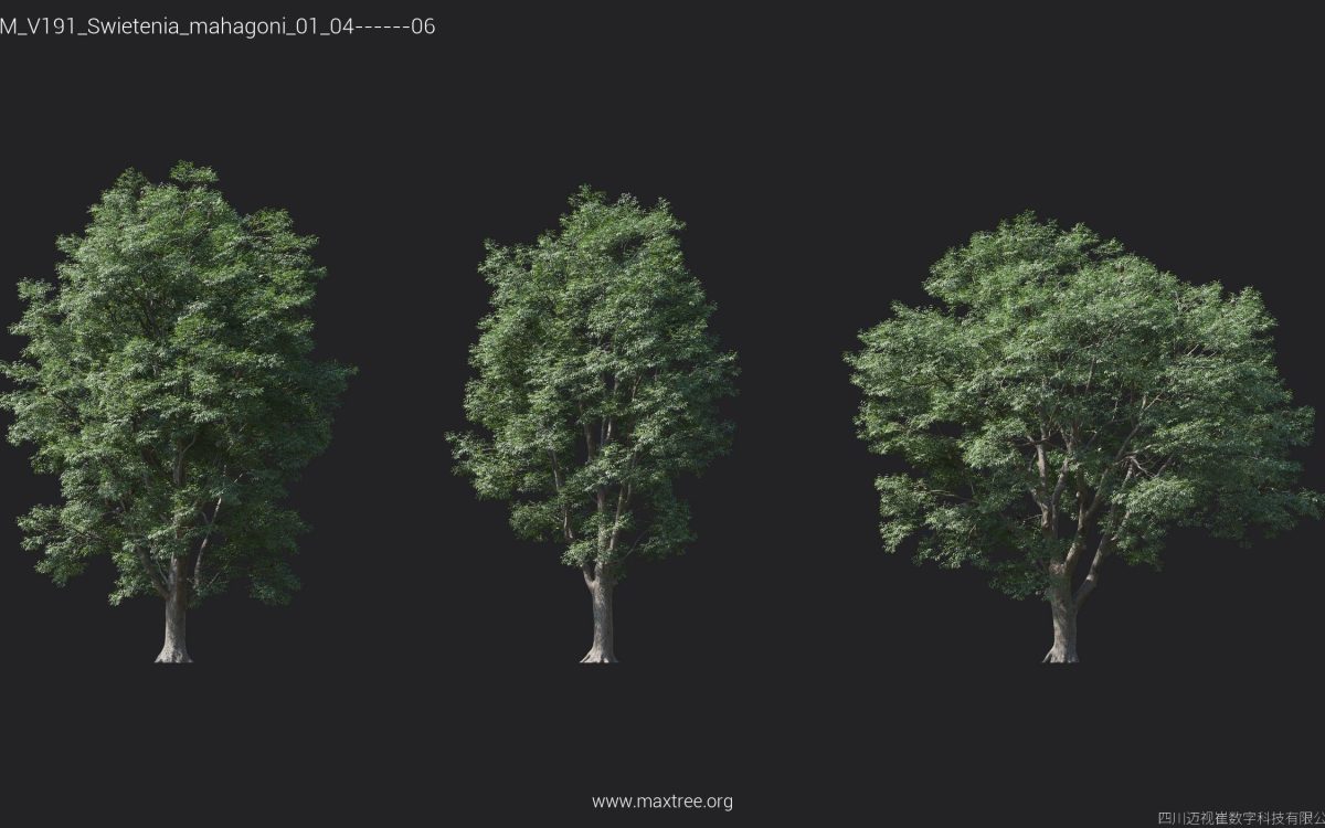 Plant Models Vol 191 - 图片 27