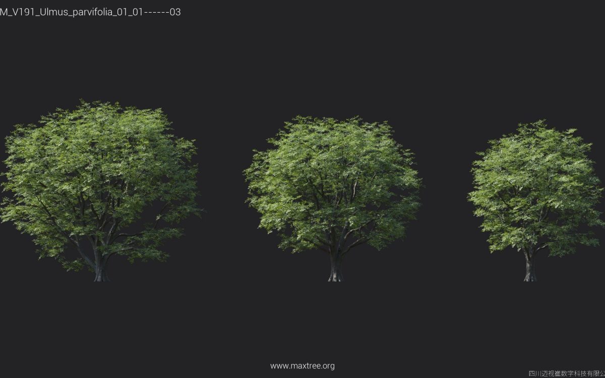 Plant Models Vol 191 - 图片 28