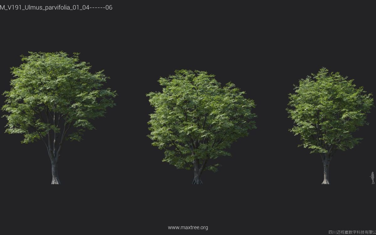 Plant Models Vol 191 - 图片 29
