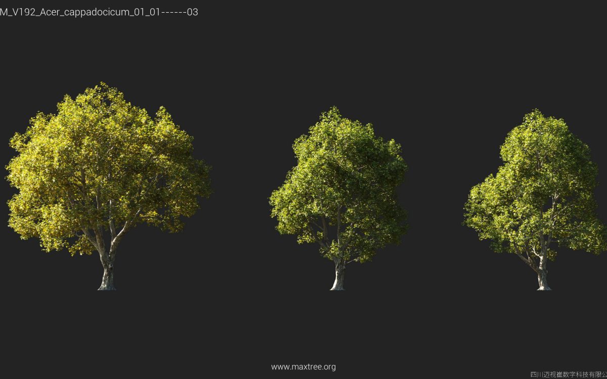 Plant Models Vol 192 - 图片 6