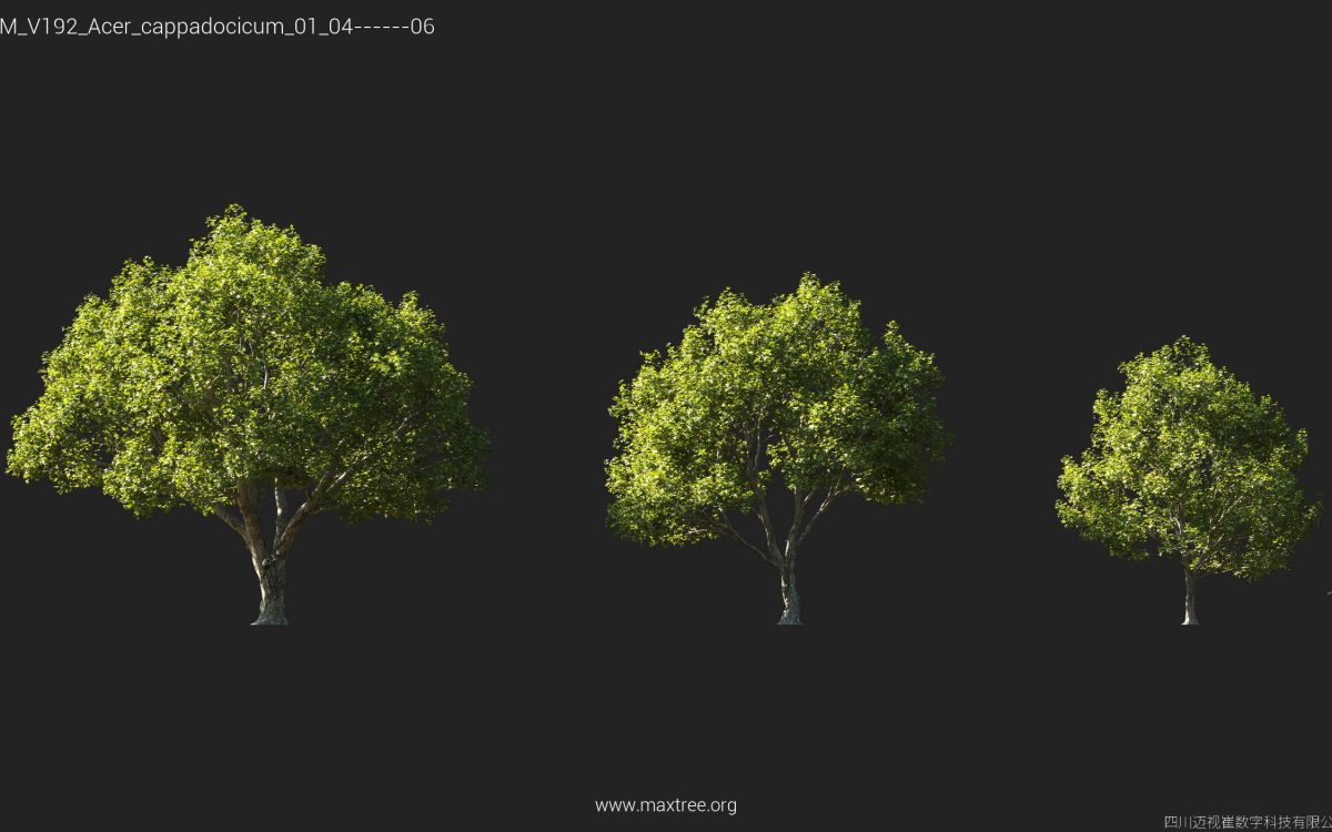 Plant Models Vol 192 - 图片 7