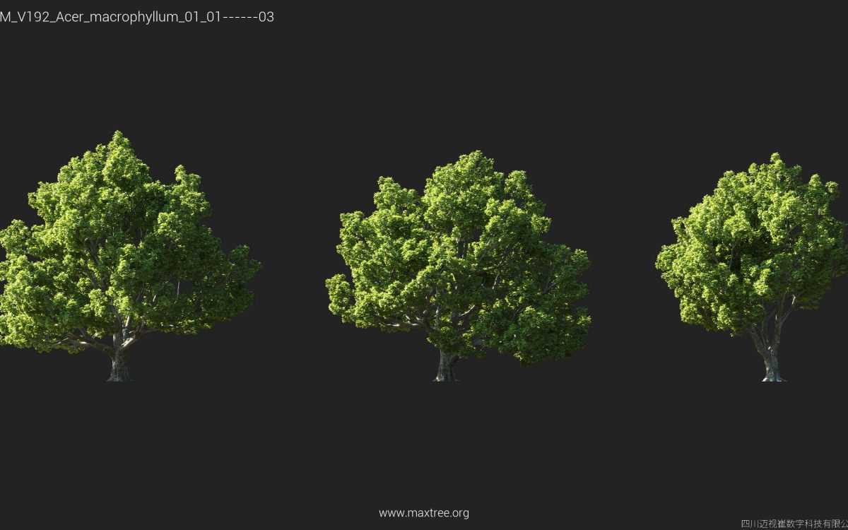 Plant Models Vol 192 - 图片 8