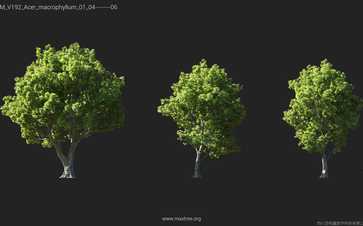 Plant Models Vol 192 - 图片 9