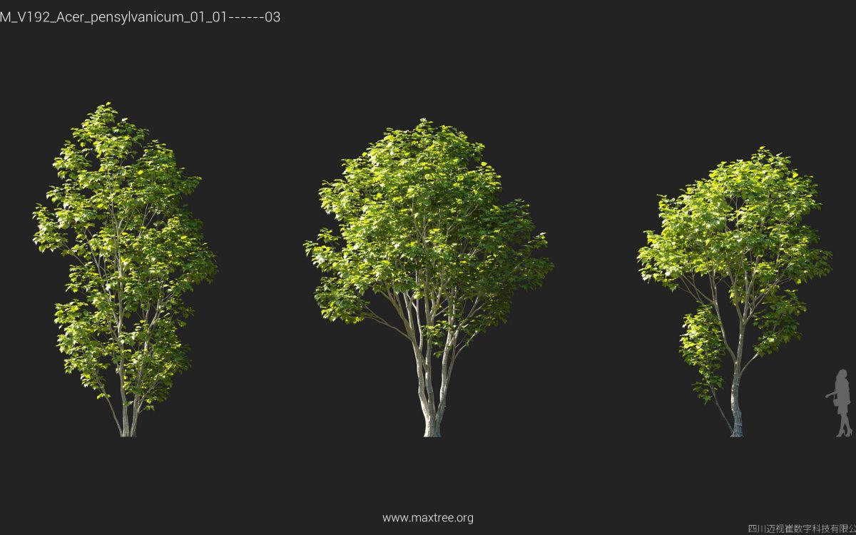Plant Models Vol 192 - 图片 10