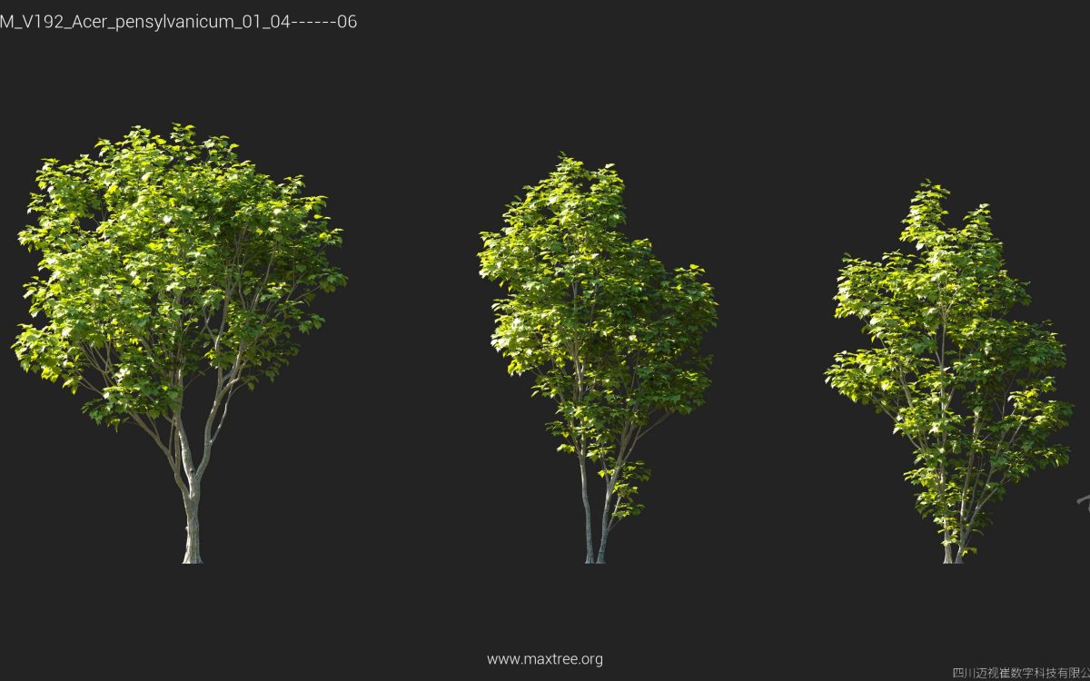 Plant Models Vol 192 - 图片 11